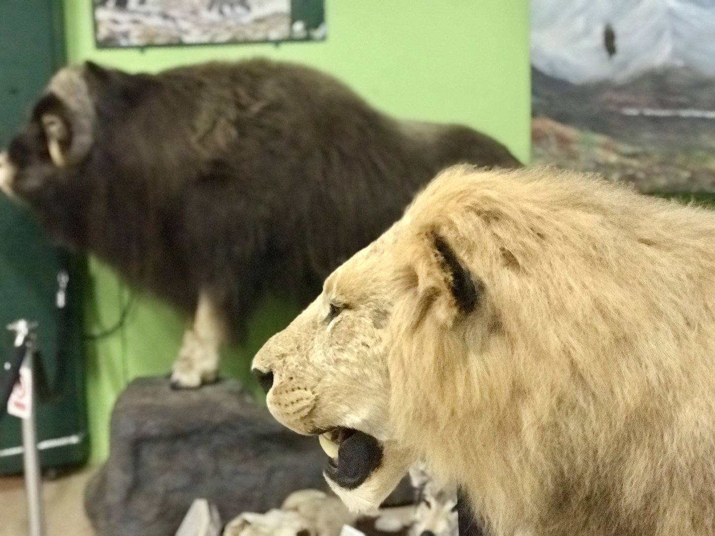 Representing the Ice Age Lions of Alaska