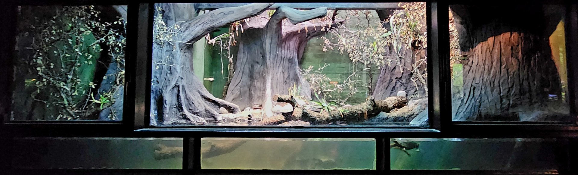 Reptilandia Reptile Lagoon - Amazon Rainforest Exhibit