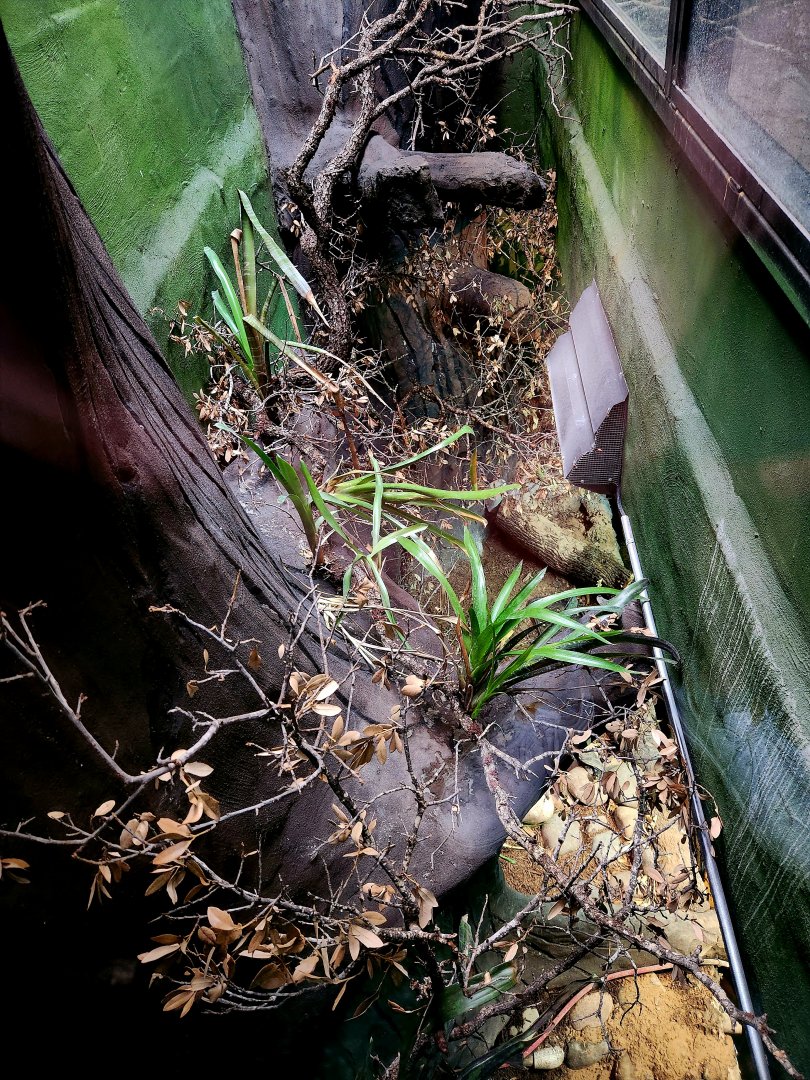 Reptilandia Reptile Lagoon - Amazon Rainforest Exhibit