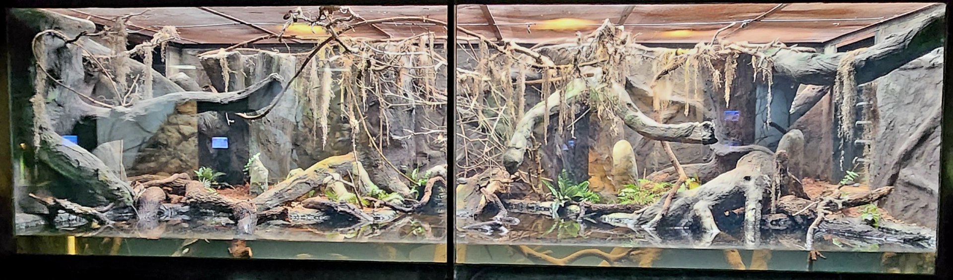 Reptilandia Reptile Lagoon - American Southeast Exhibit