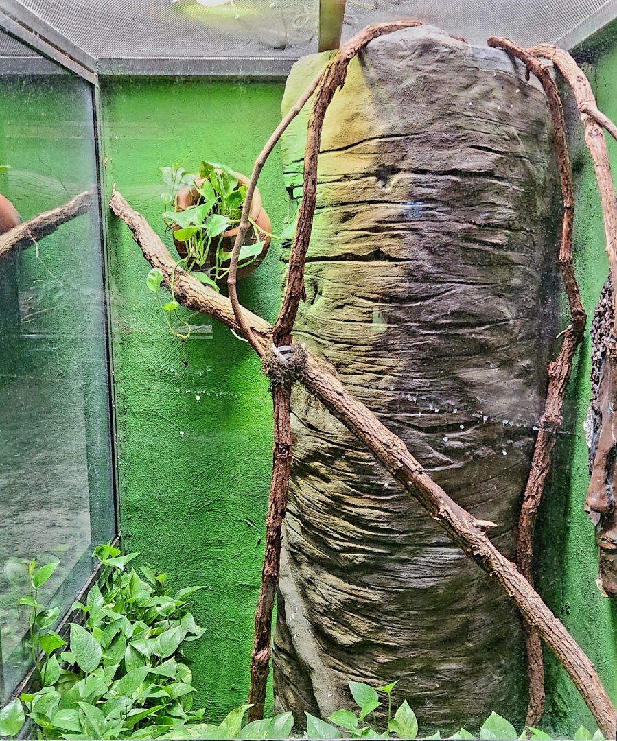 Reptilandia Reptile Lagoon - Angle-Headed Forest Dragon Exhibit