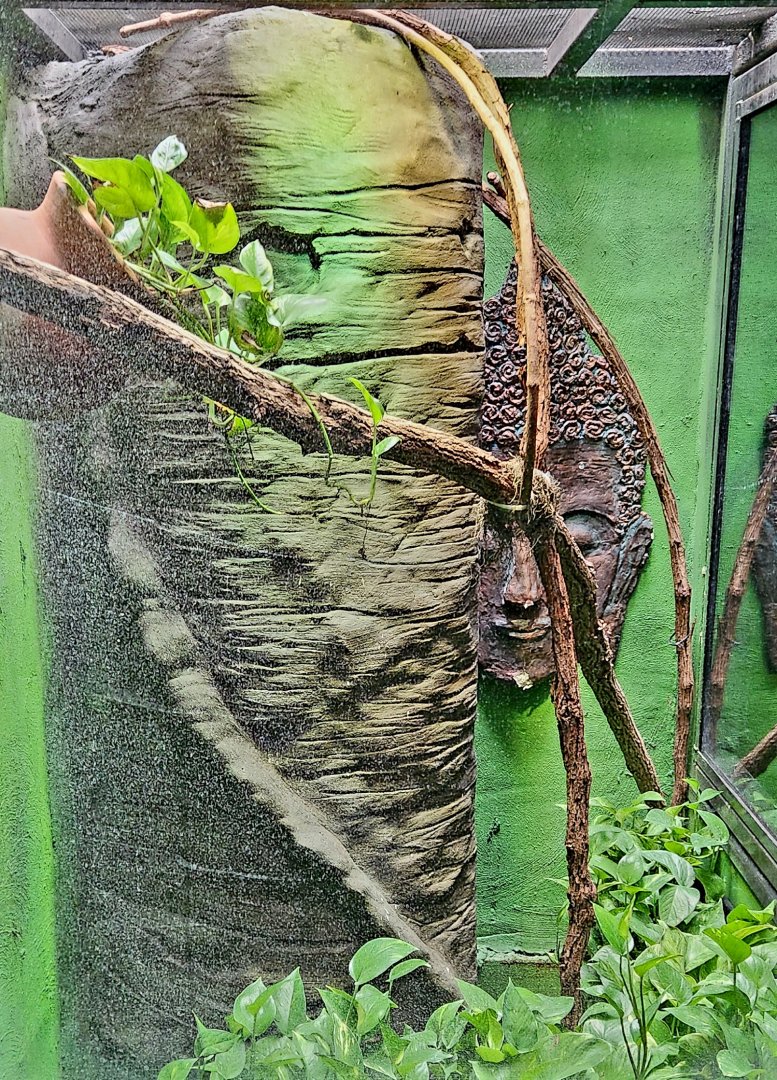 Reptilandia Reptile Lagoon - Angle-Headed Forest Dragon Exhibit
