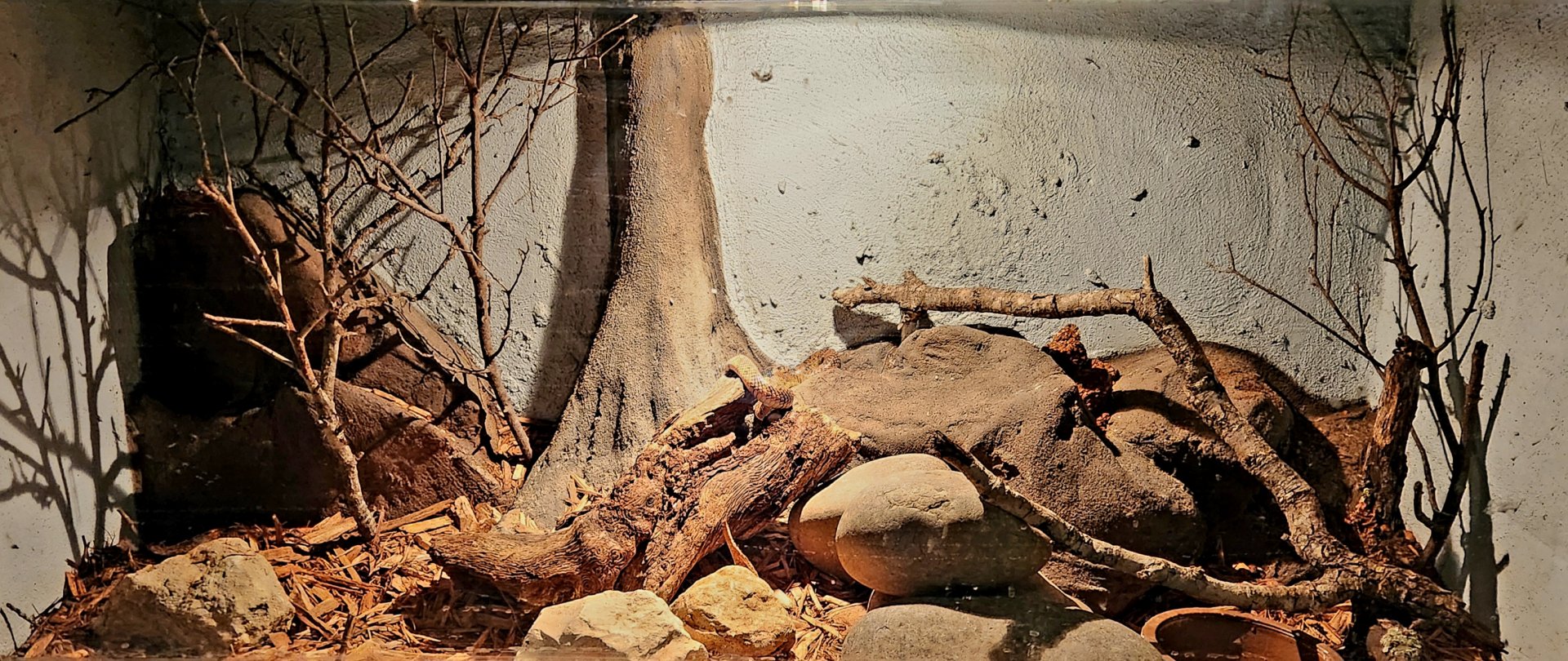 Reptilandia Reptile Lagoon - Angolan Coral Snake Exhibit