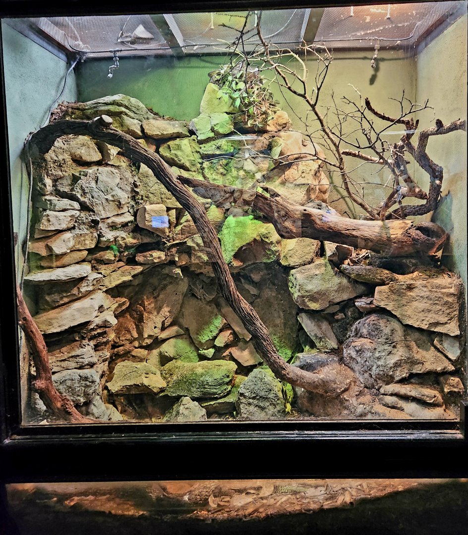 Reptilandia Reptile Lagoon - Angolan Python Exhibit