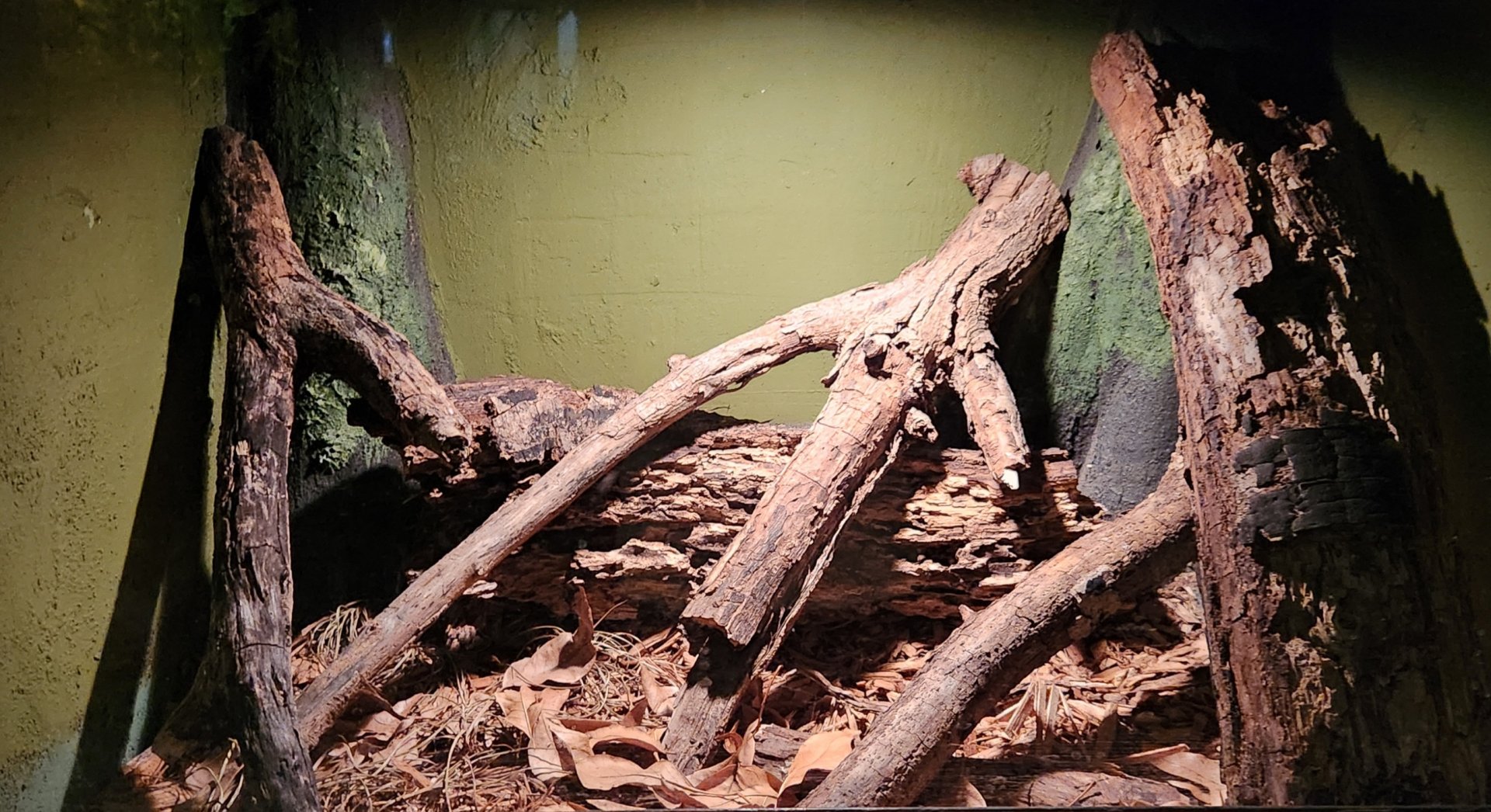 Reptilandia Reptile Lagoon - Argentine Boa Exhibit