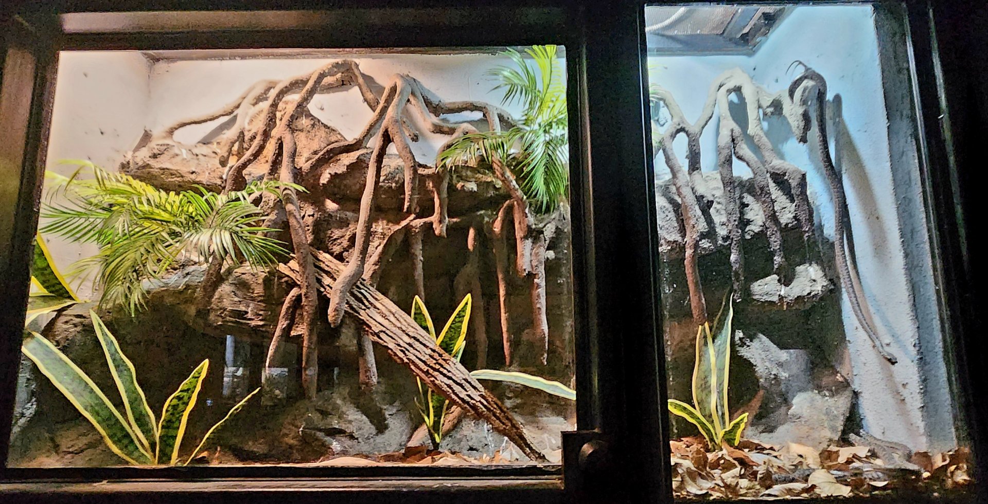 Reptilandia Reptile Lagoon - Bahamian Boa Exhibit