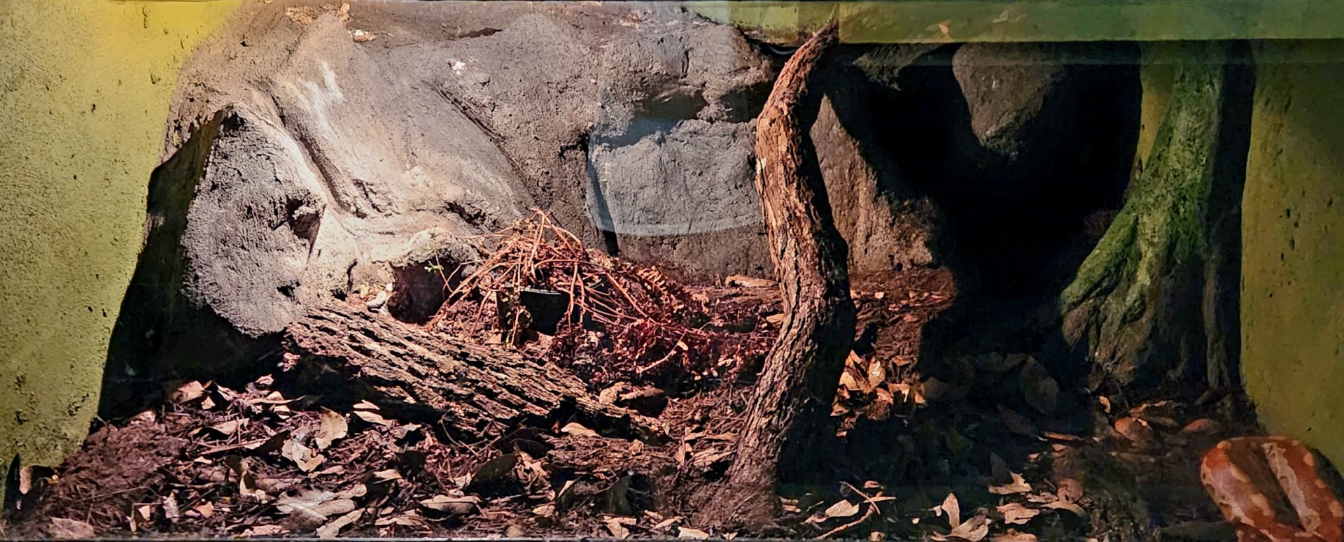 Reptilandia Reptile Lagoon - Blood Python Exhibit