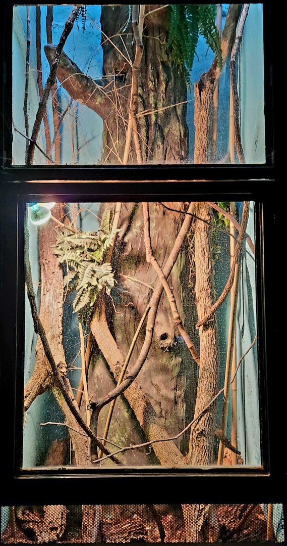 Reptilandia Reptile Lagoon - Blue Tree Monitor exhibit