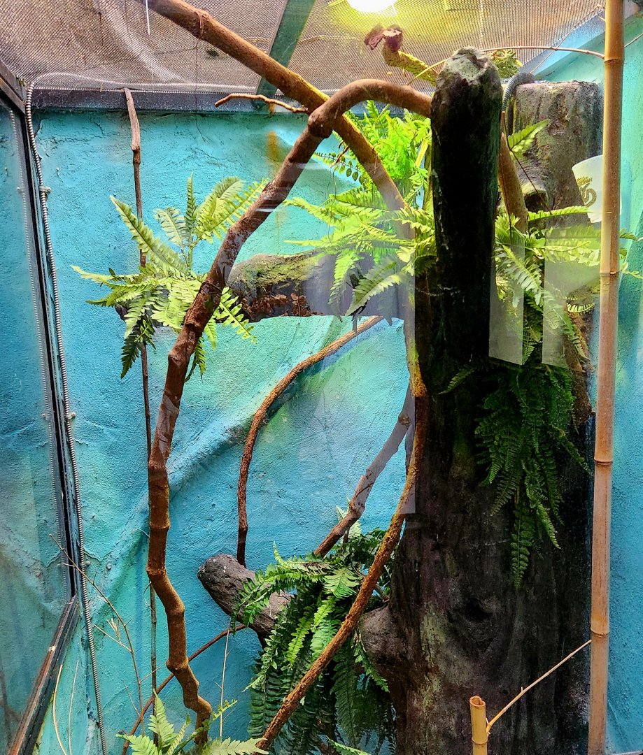 Reptilandia Reptile Lagoon - Blue Tree Monitor Exhibit