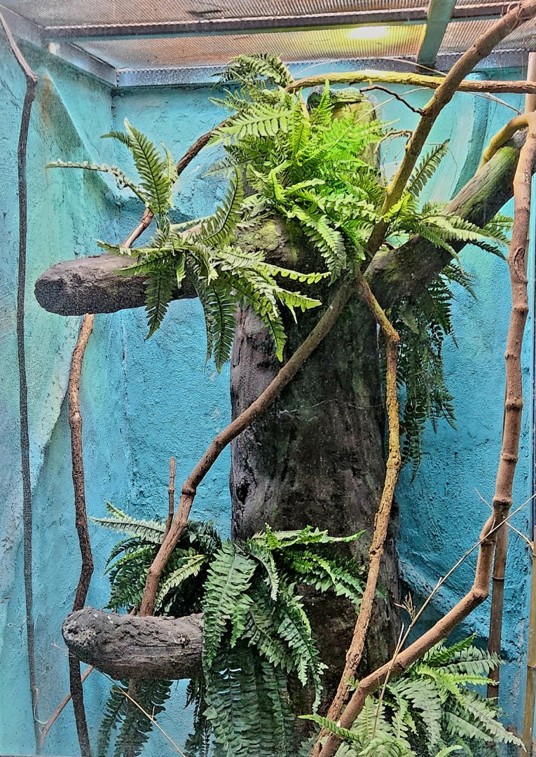 Reptilandia Reptile Lagoon - Blue Tree Monitor Exhibit