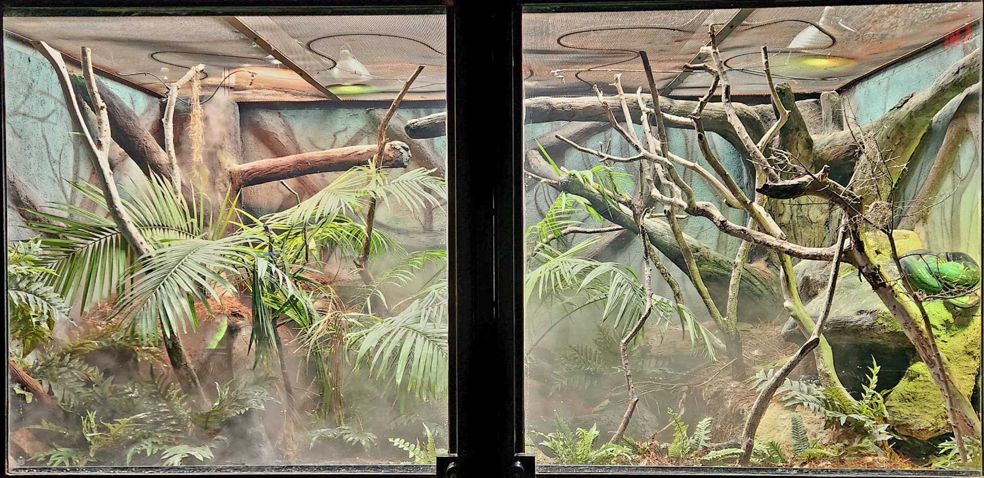 Reptilandia Reptile Lagoon - Boelen's Python Exhibit