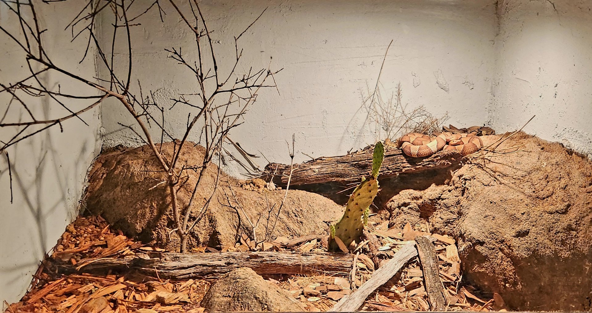 Reptilandia Reptile Lagoon - Broad-Banded Copperhead Exhibit