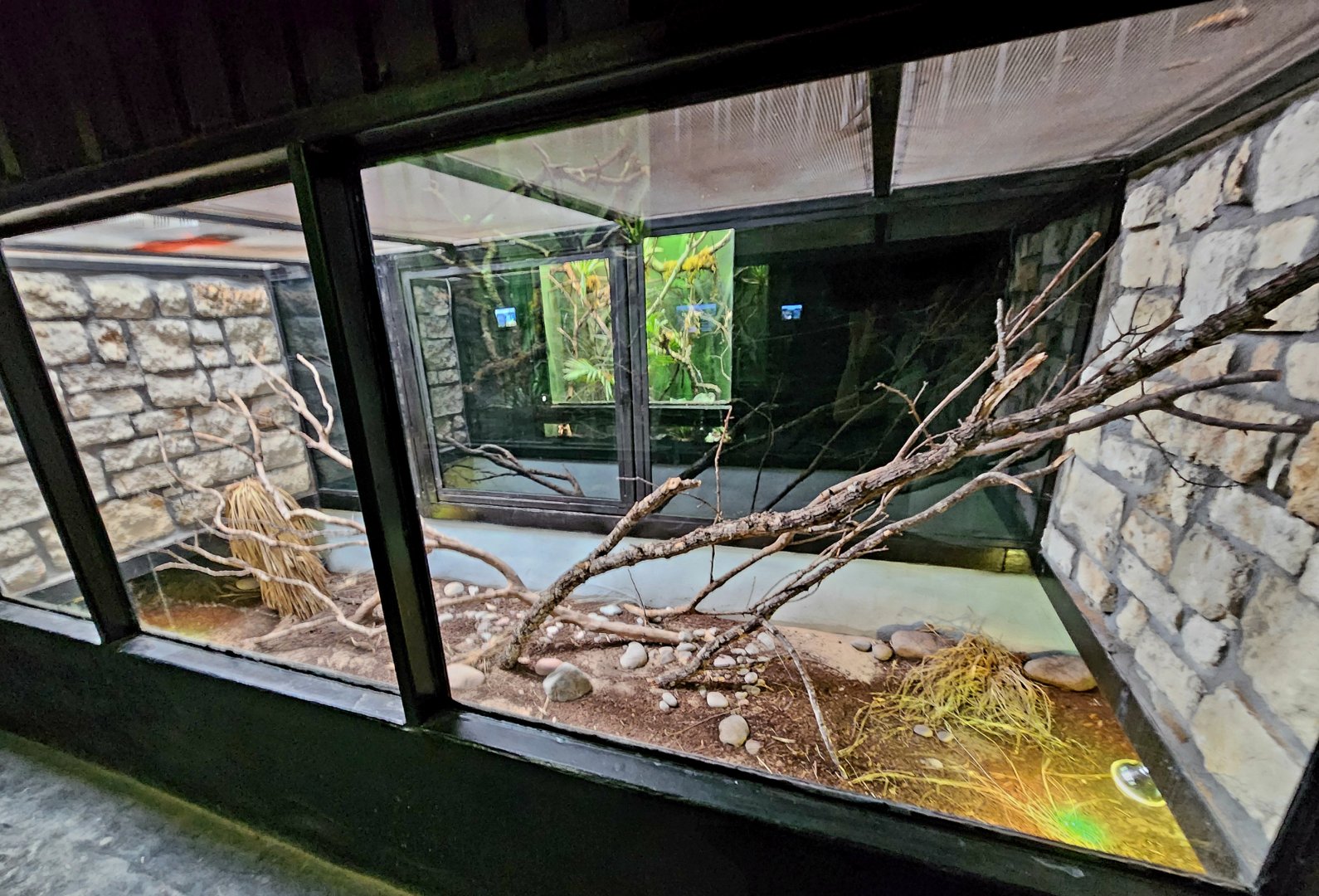 Reptilandia Reptile Lagoon - Carettochelys River