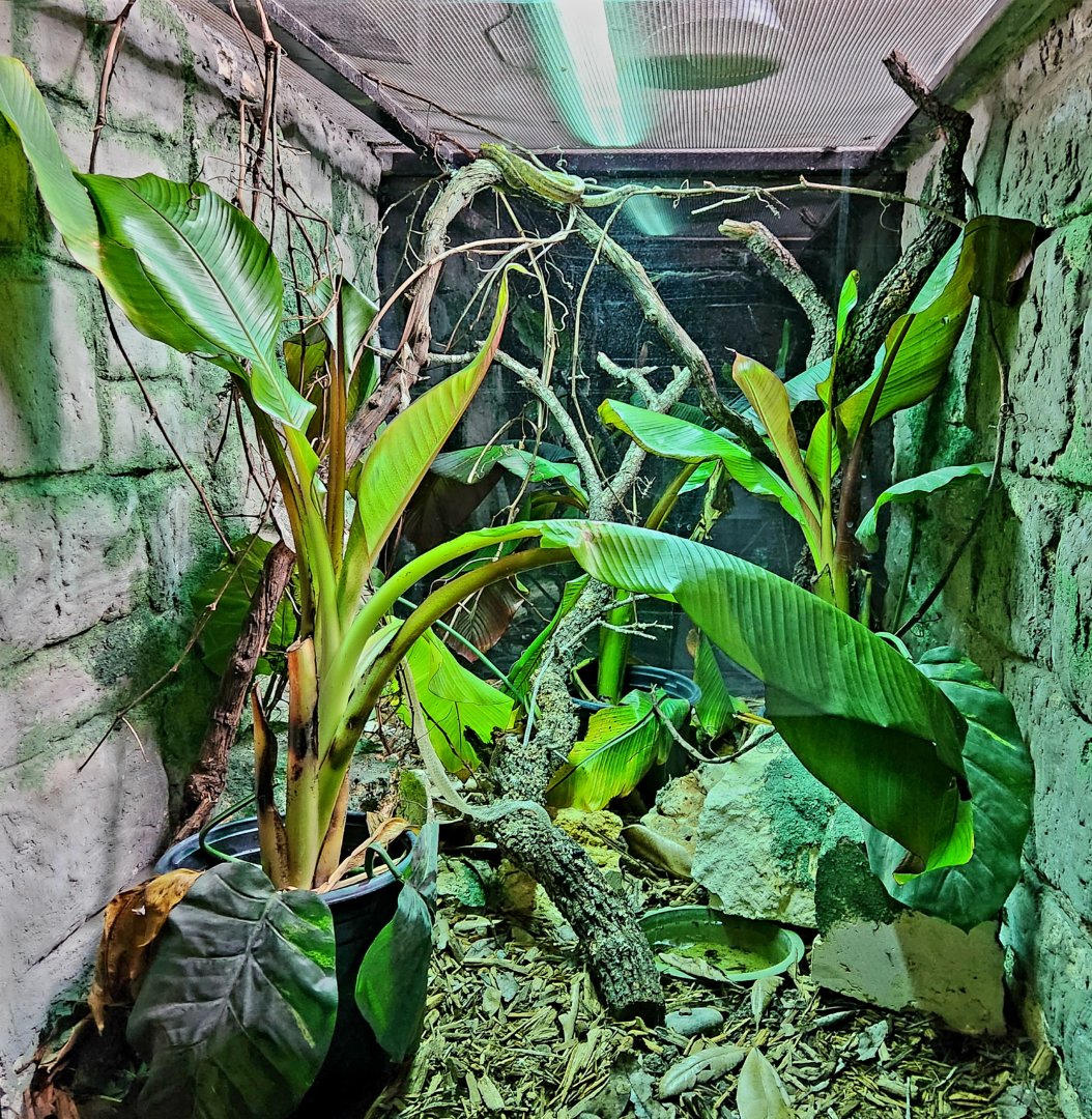 Reptilandia Reptile Lagoon - Central American Tree Boa Exhibit