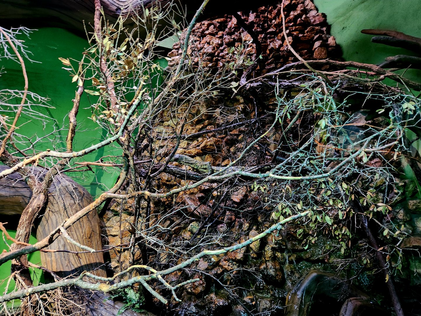 Reptilandia Reptile Lagoon - Crocodile Monitor Exhibit