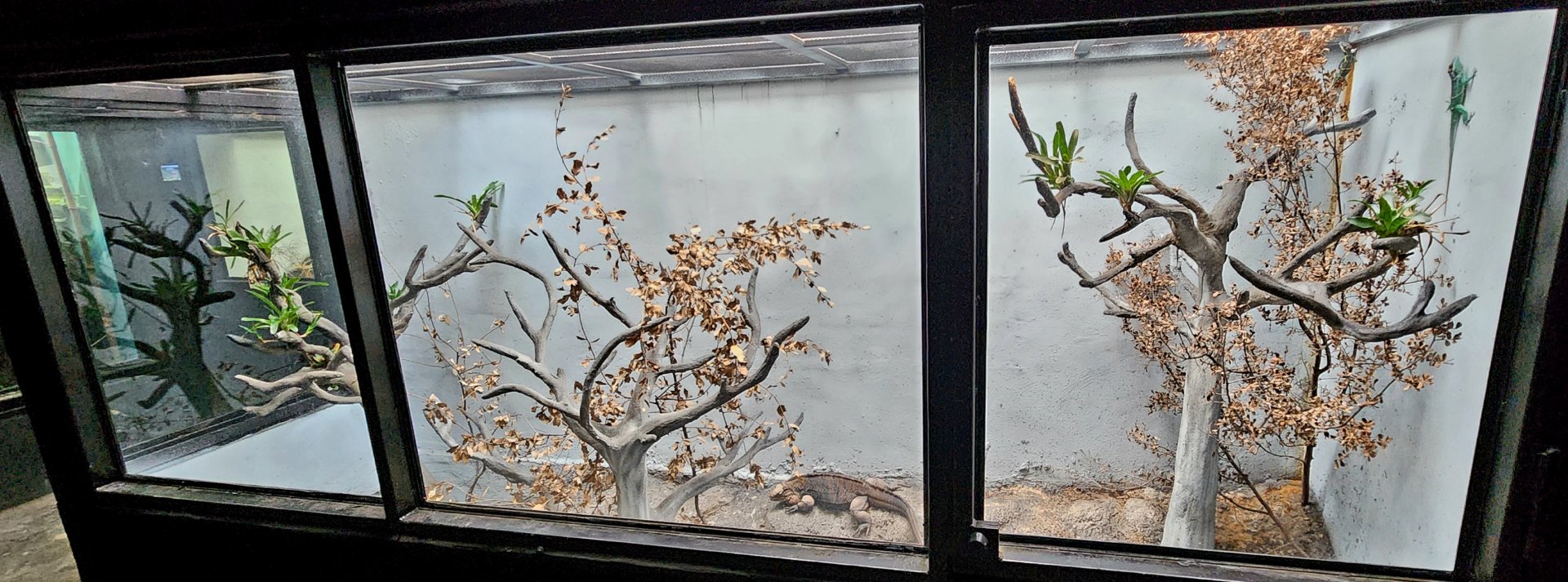 Reptilandia Reptile Lagoon - Cuban Exhibit