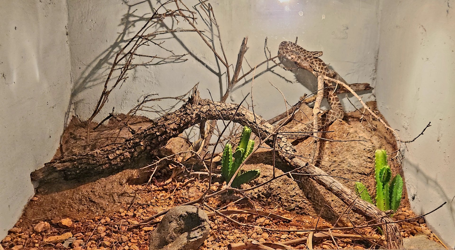 Reptilandia Reptile Lagoon - Desert Massasauga Exhibit