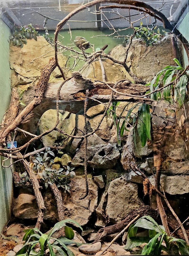 Reptilandia Reptile Lagoon - Diamond Python Exhibit