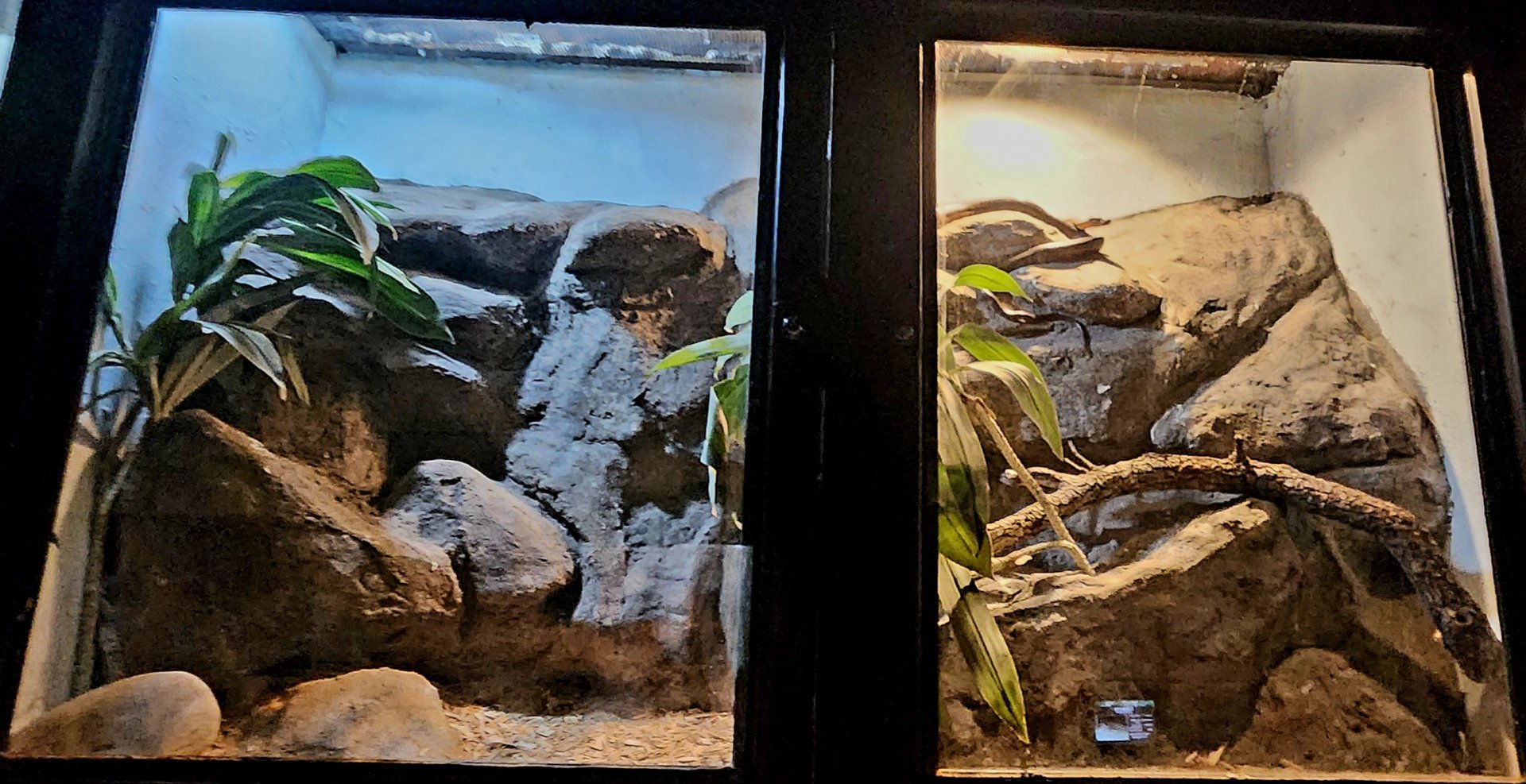 Reptilandia Reptile Lagoon - Dominican Red Mountain Boa Exhibit