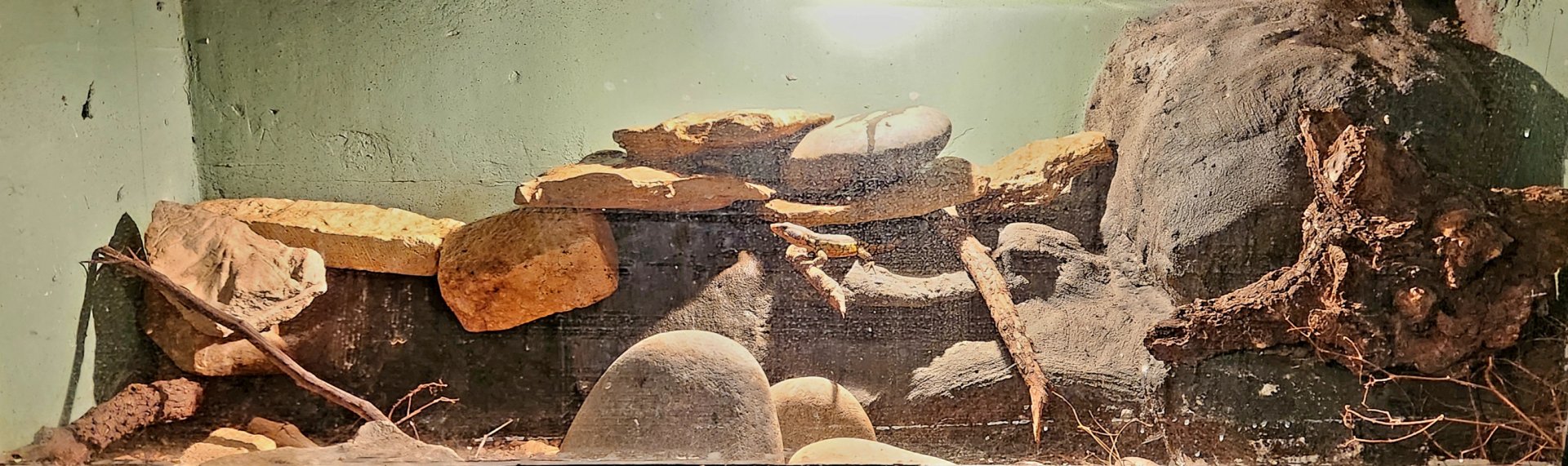 Reptilandia Reptile Lagoon - Drakensberg Crag Lizard Exhibit