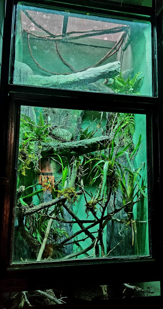 Reptilandia Reptile Lagoon - Emerald Tree Boa Exhibit