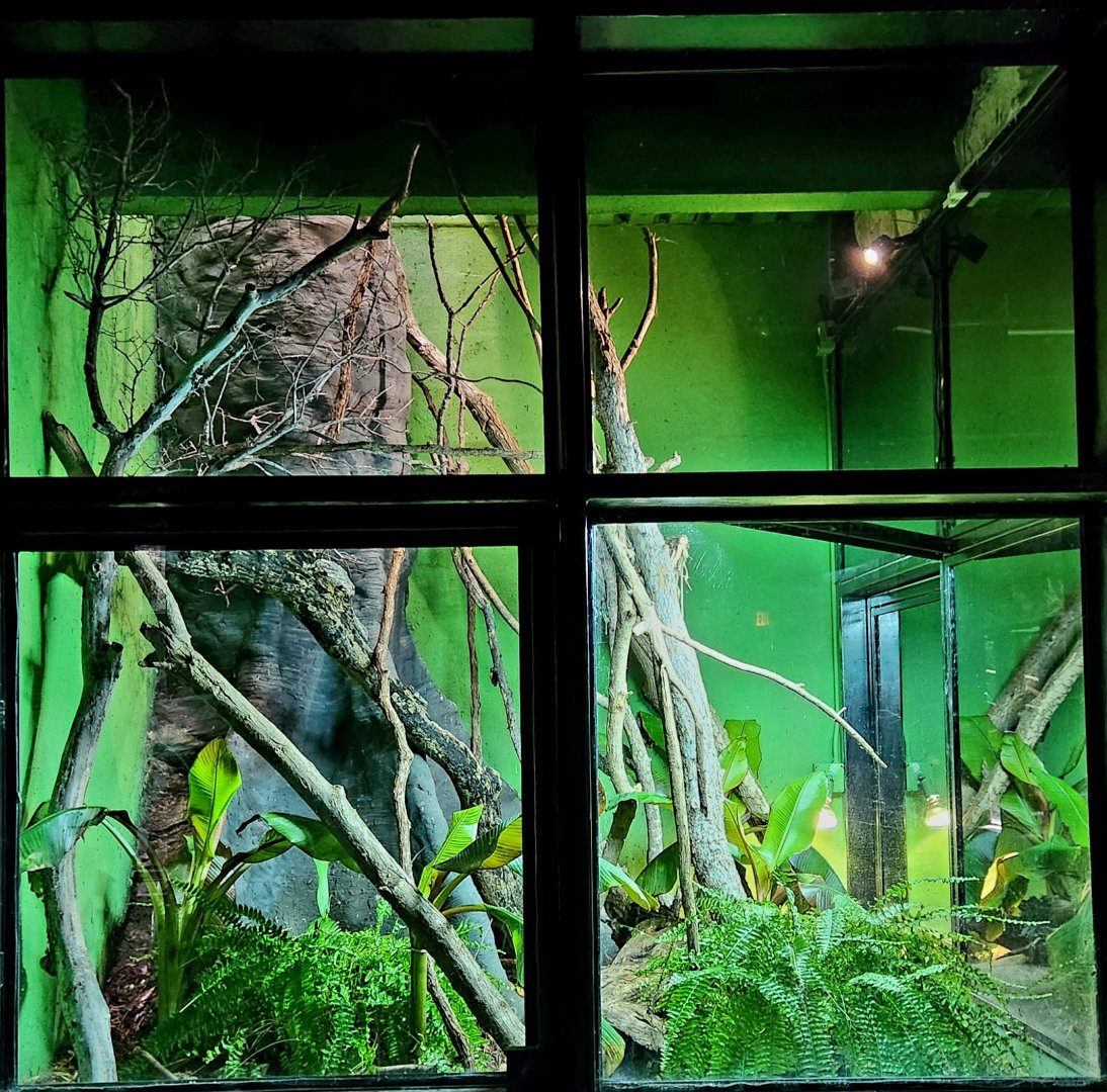 Reptilandia Reptile Lagoon - Forest Dragon Exhibit