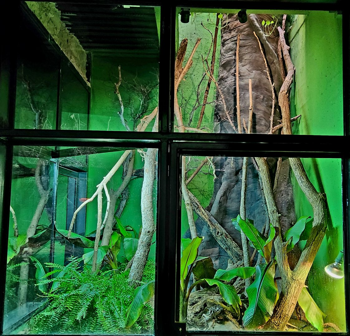 Reptilandia Reptile Lagoon - Forest Dragon Exhibit