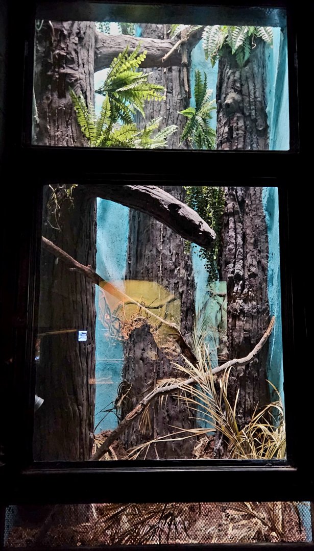 Reptilandia Reptile Lagoon - Future Black Tree Monitor Exhibit