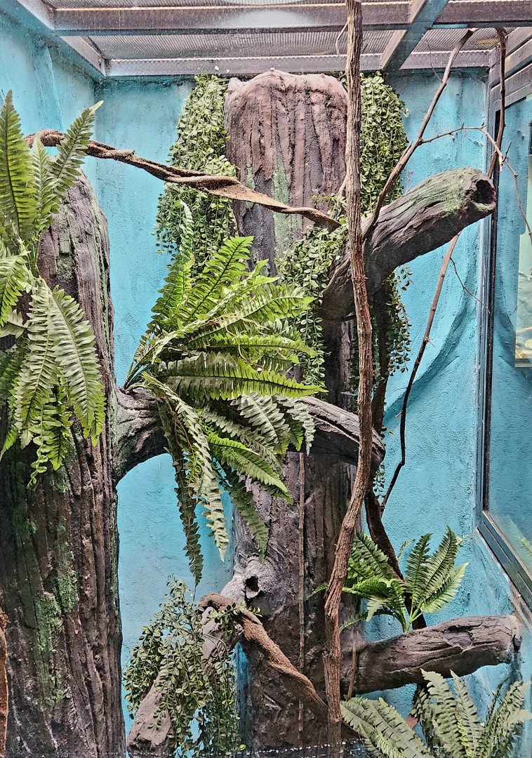 Reptilandia Reptile Lagoon - Future Black Tree Monitor Exhibit