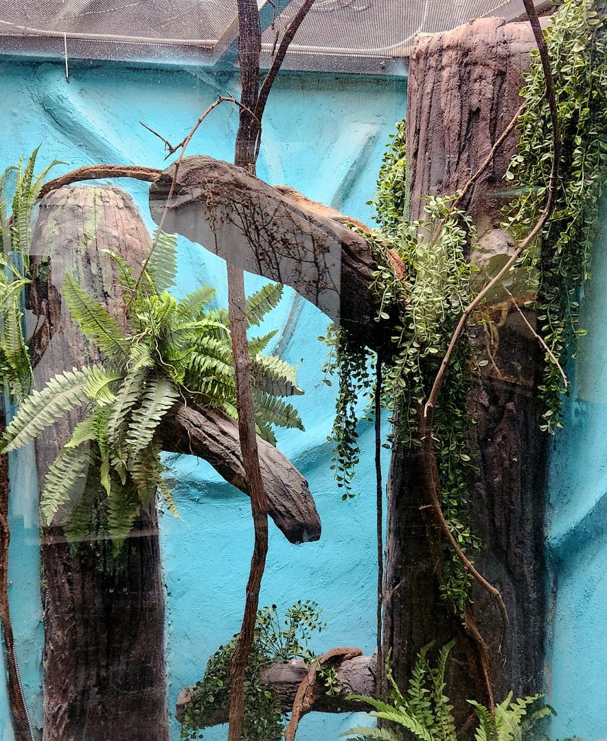 Reptilandia Reptile Lagoon - Future Black Tree Monitor Exhibit