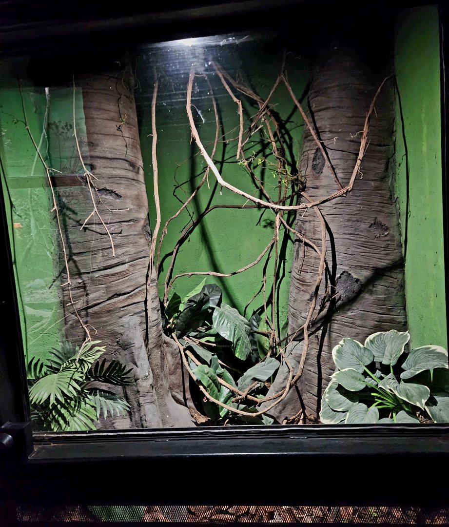 Reptilandia Reptile Lagoon - Gaboon Viper Exhibit