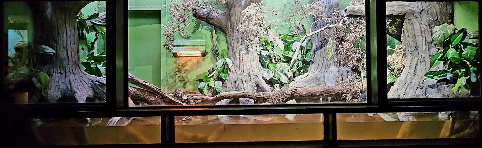 Reptilandia Reptile Lagoon - Green Anaconda Exhibit