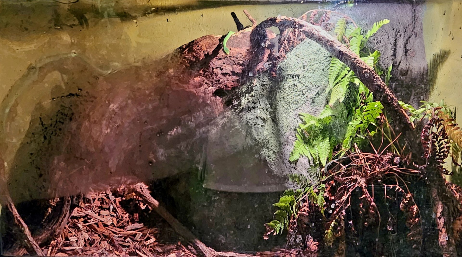 Reptilandia Reptile Lagoon - Green Bush Rat Snake Exhibit