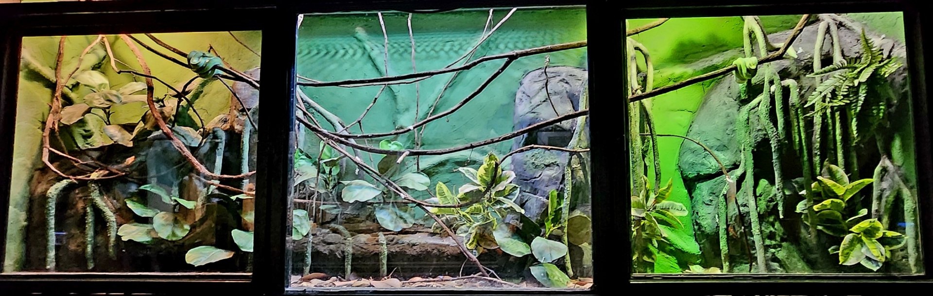 Reptilandia Reptile Lagoon - Green Tree Python Exhibit