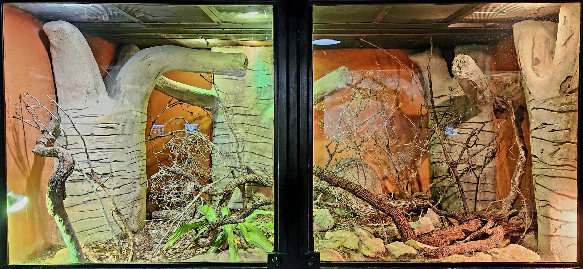 Reptilandia Reptile Lagoon - Ifaty Spiny Forest Exhibit