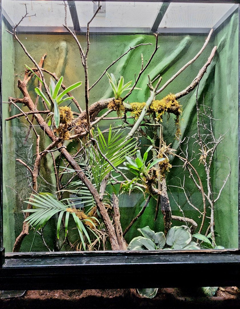 Reptilandia Reptile Lagoon - Jamaican Giant Anole Exhibit