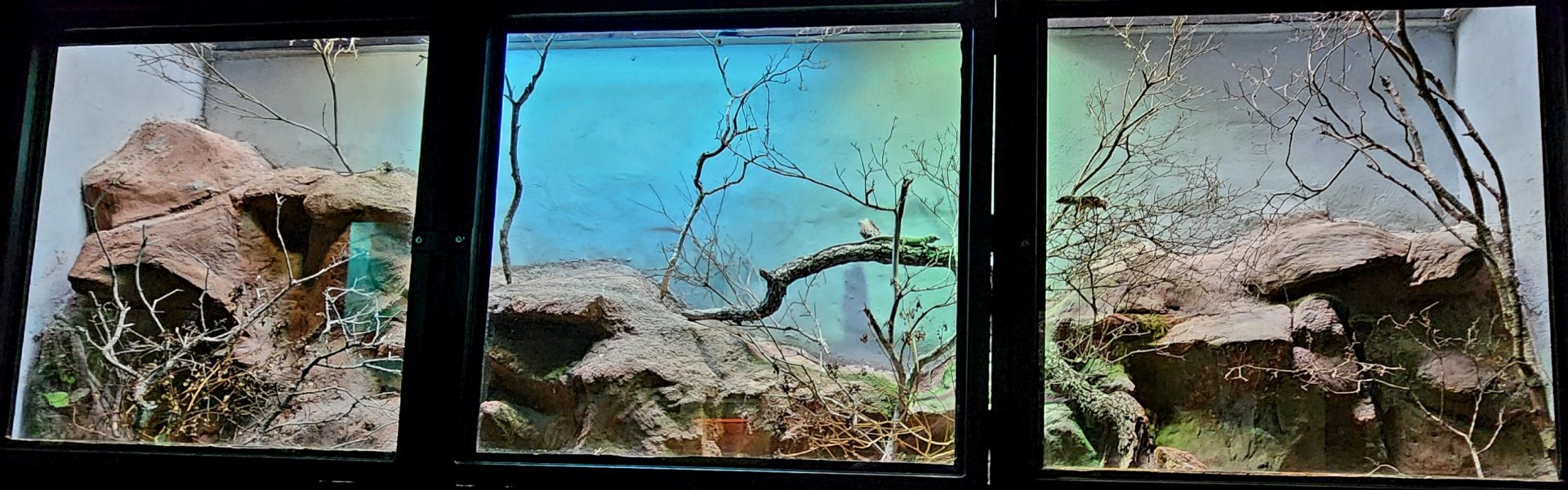 Reptilandia Reptile Lagoon - Jayakar Lizard Exhibit