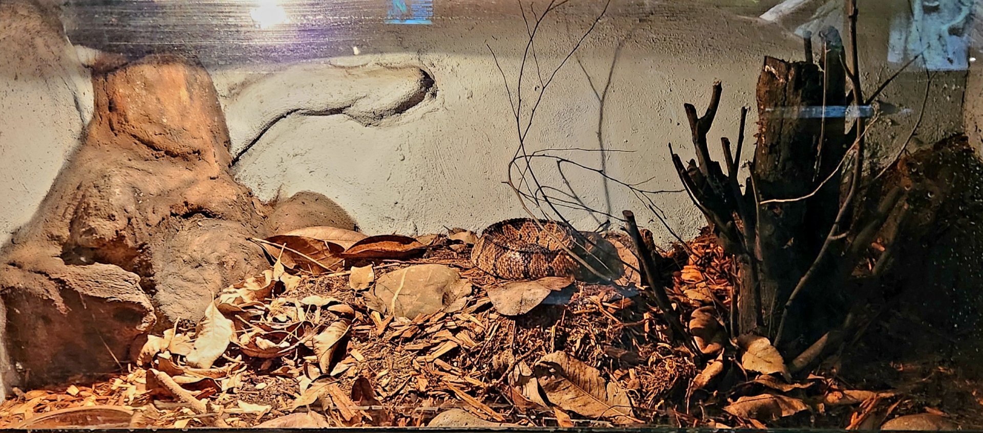 Reptilandia Reptile Lagoon - Jumping Viper Exhibit