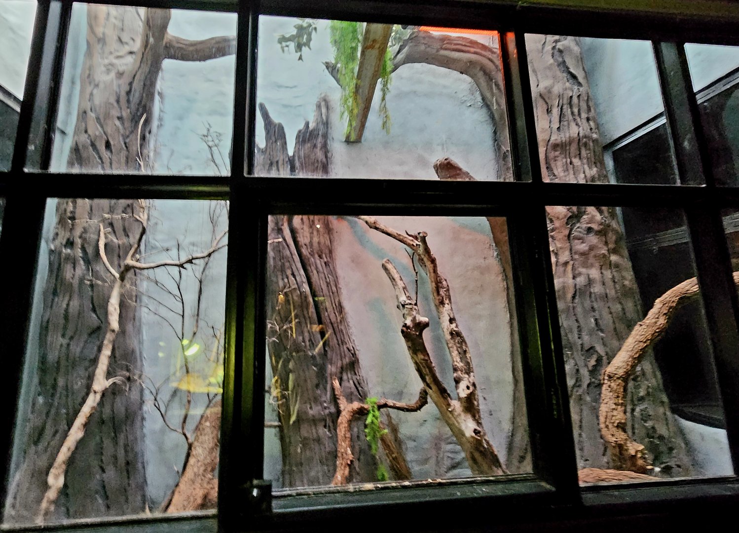 Reptilandia Reptile Lagoon - Lace Monitor Exhibit