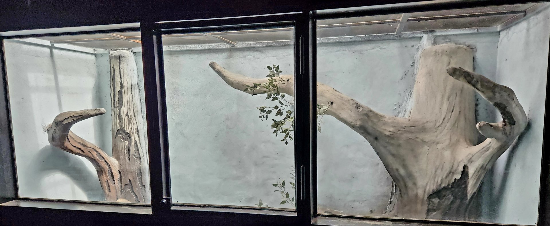 Reptilandia Reptile Lagoon - Lace Monitor Exhibit