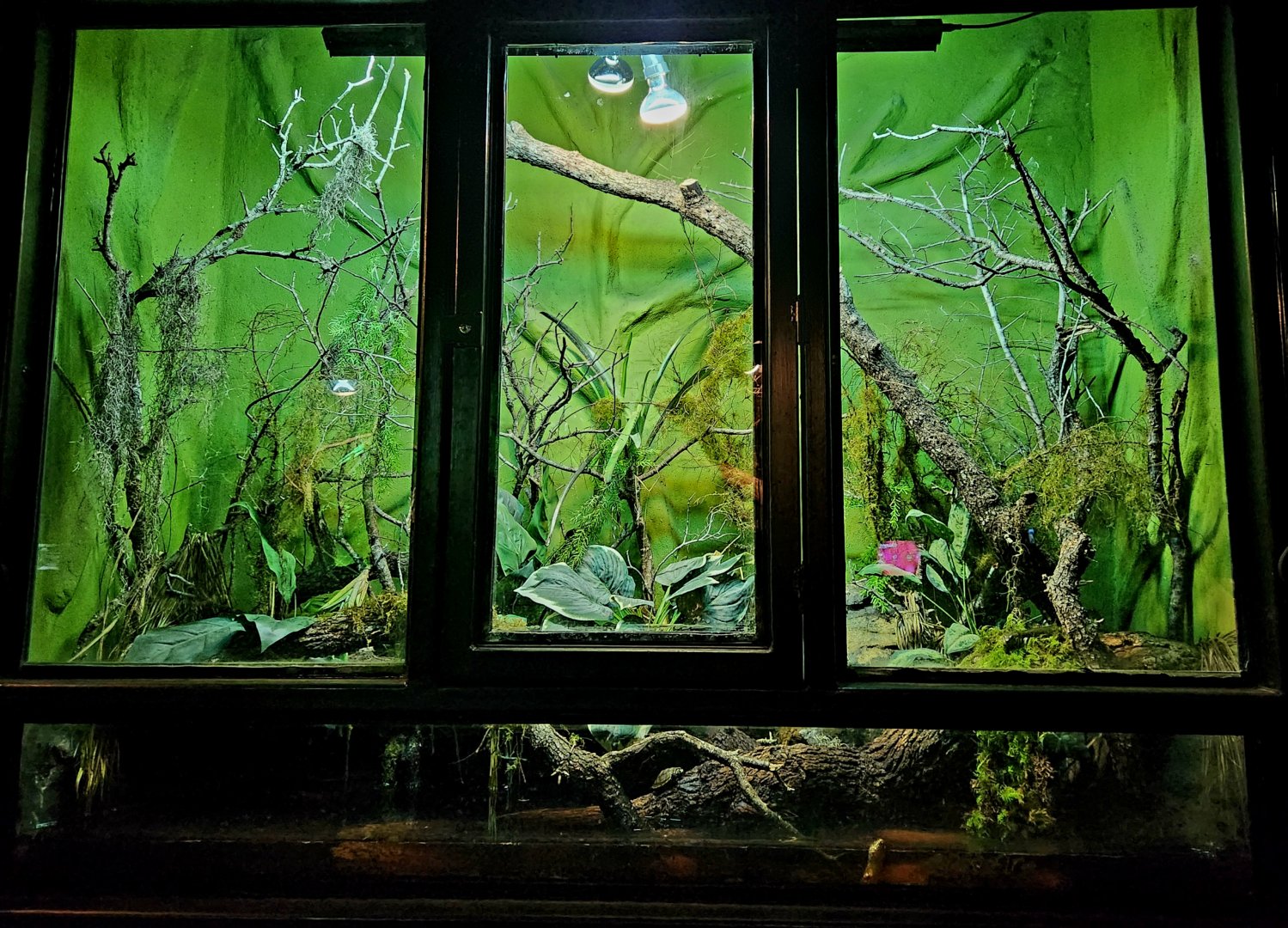 Reptilandia Reptile Lagoon - Madagascar Giant Water Skink Exhibit