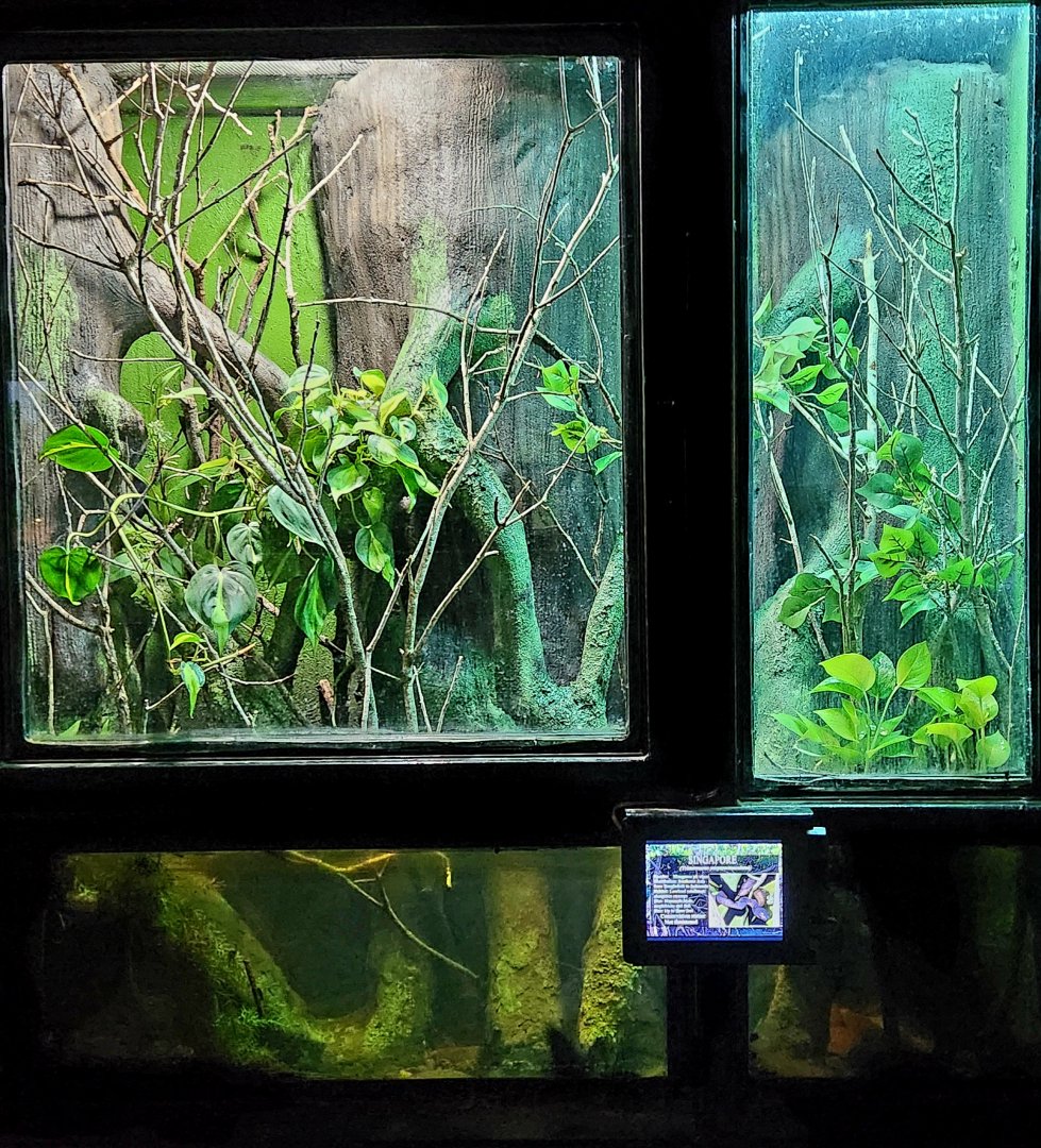 Reptilandia Reptile Lagoon - Mangrove Pit Viper Exhibit