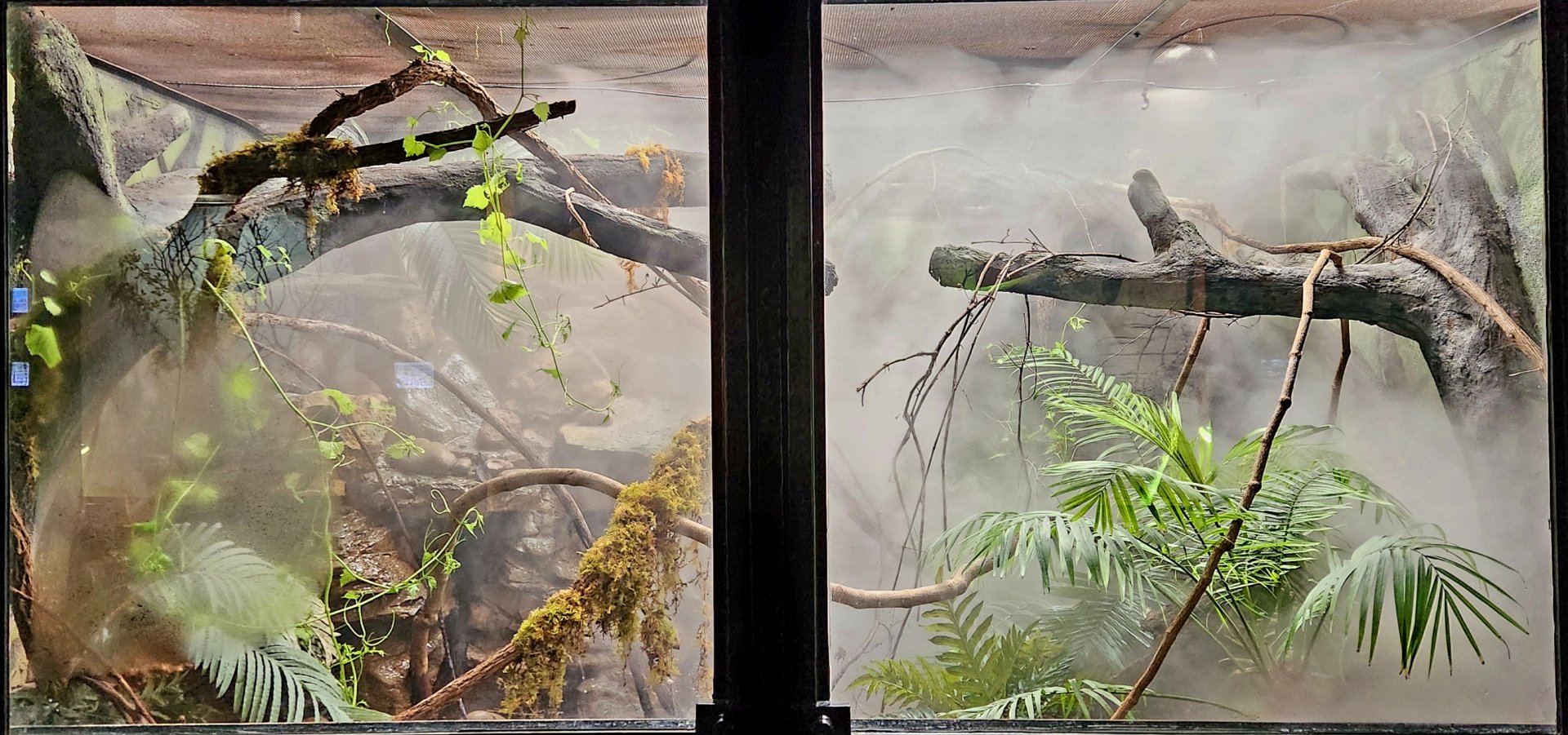 Reptilandia Reptile Lagoon - Mangshan Pit Viper Exhibit