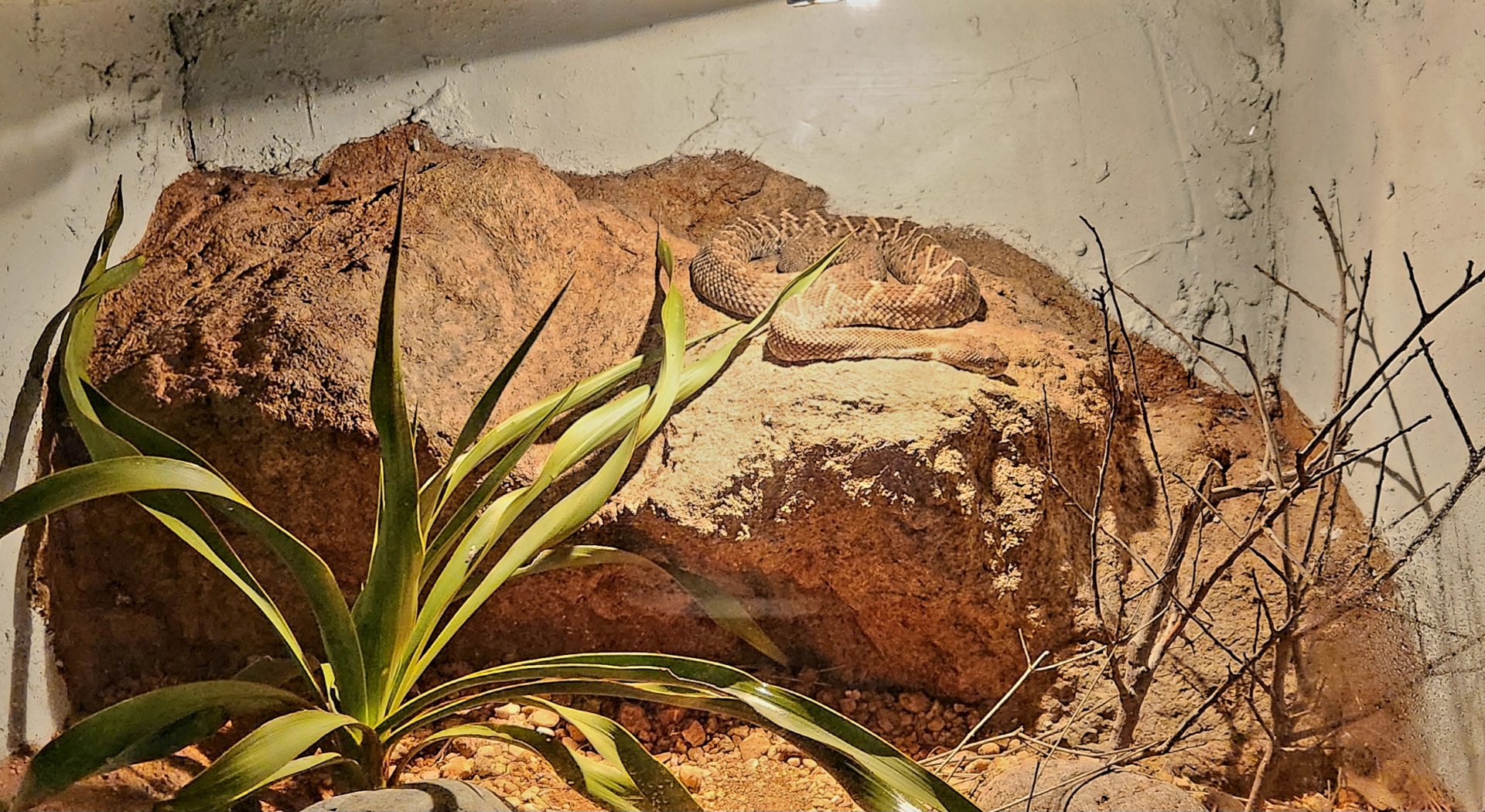 Reptilandia Reptile Lagoon - Mexican West Coast Rattlesnake Exhibit