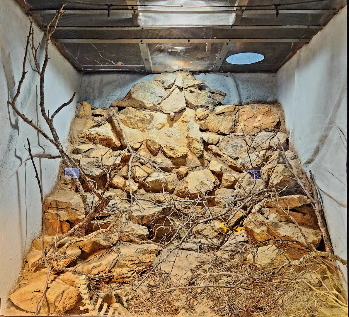 Reptilandia Reptile Lagoon - Mexican West Coast Rattlesnake Exhibit