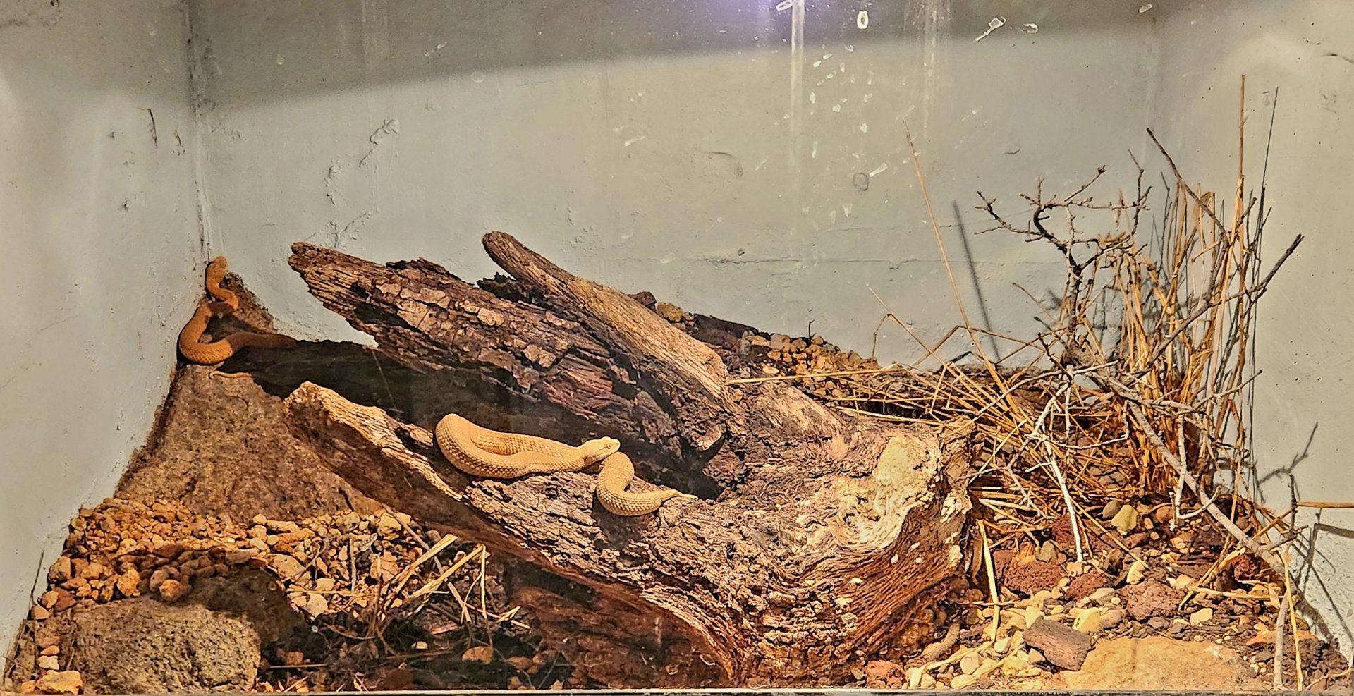 Reptilandia Reptile Lagoon - Milos Viper Exhibit