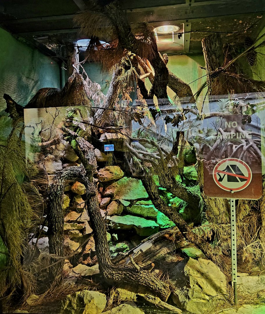 Reptilandia Reptile Lagoon - Northern Black-Tailed Rattlesnake Exhibit