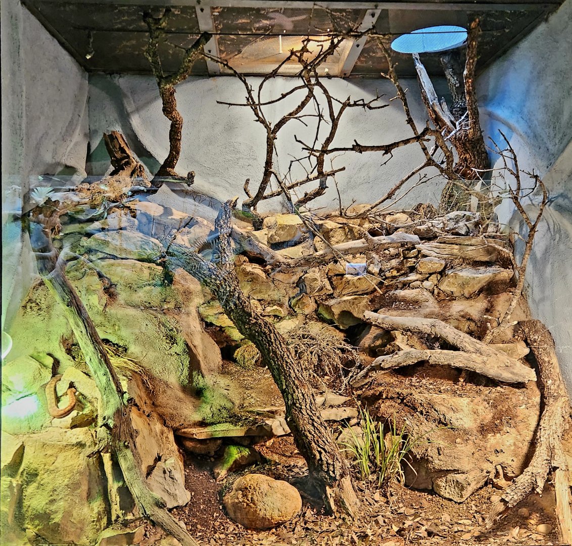 Reptilandia Reptile Lagoon - Nose-Horned Viper Exhibit