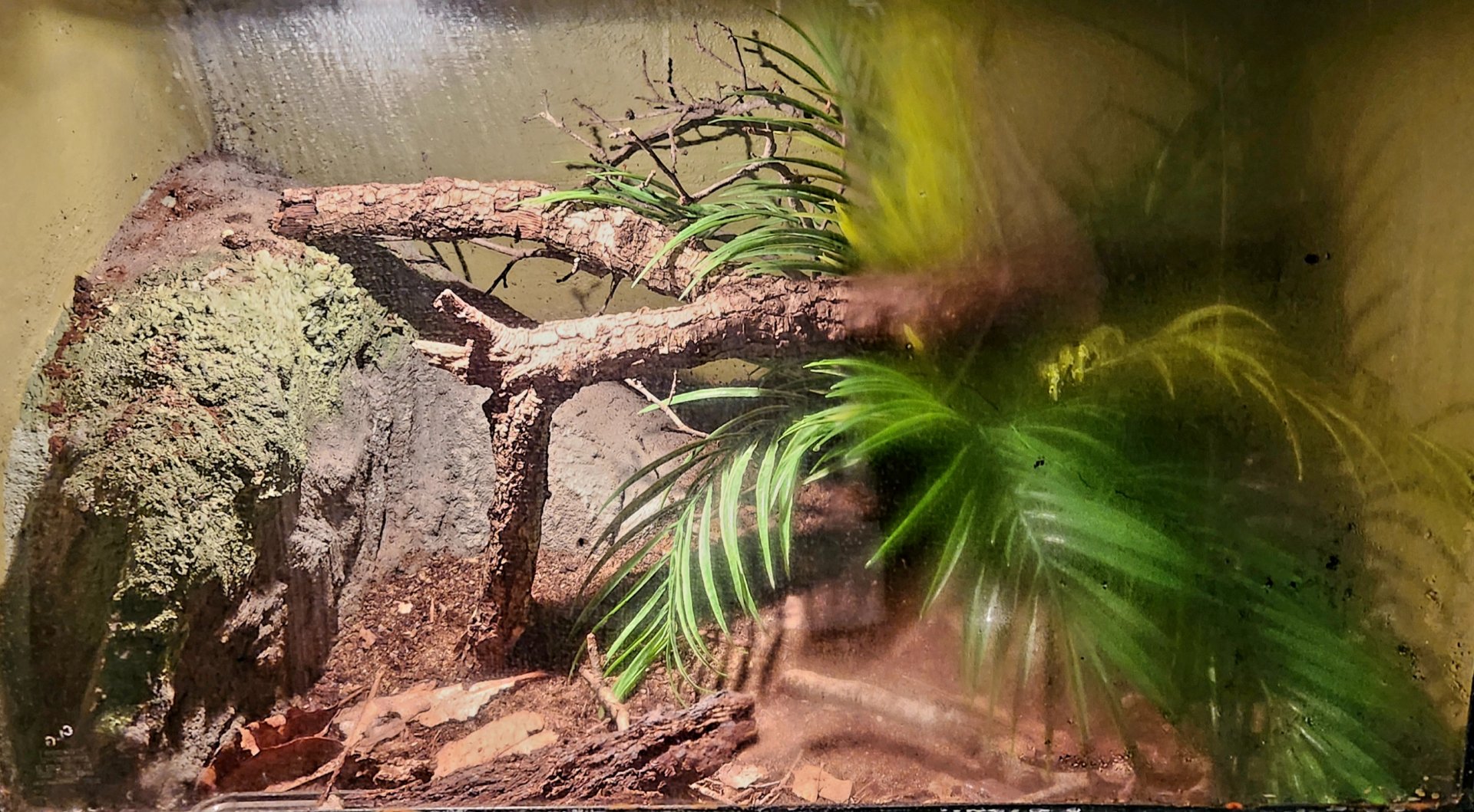 Reptilandia Reptile Lagoon - Odd-Chinned Skink Exhibit