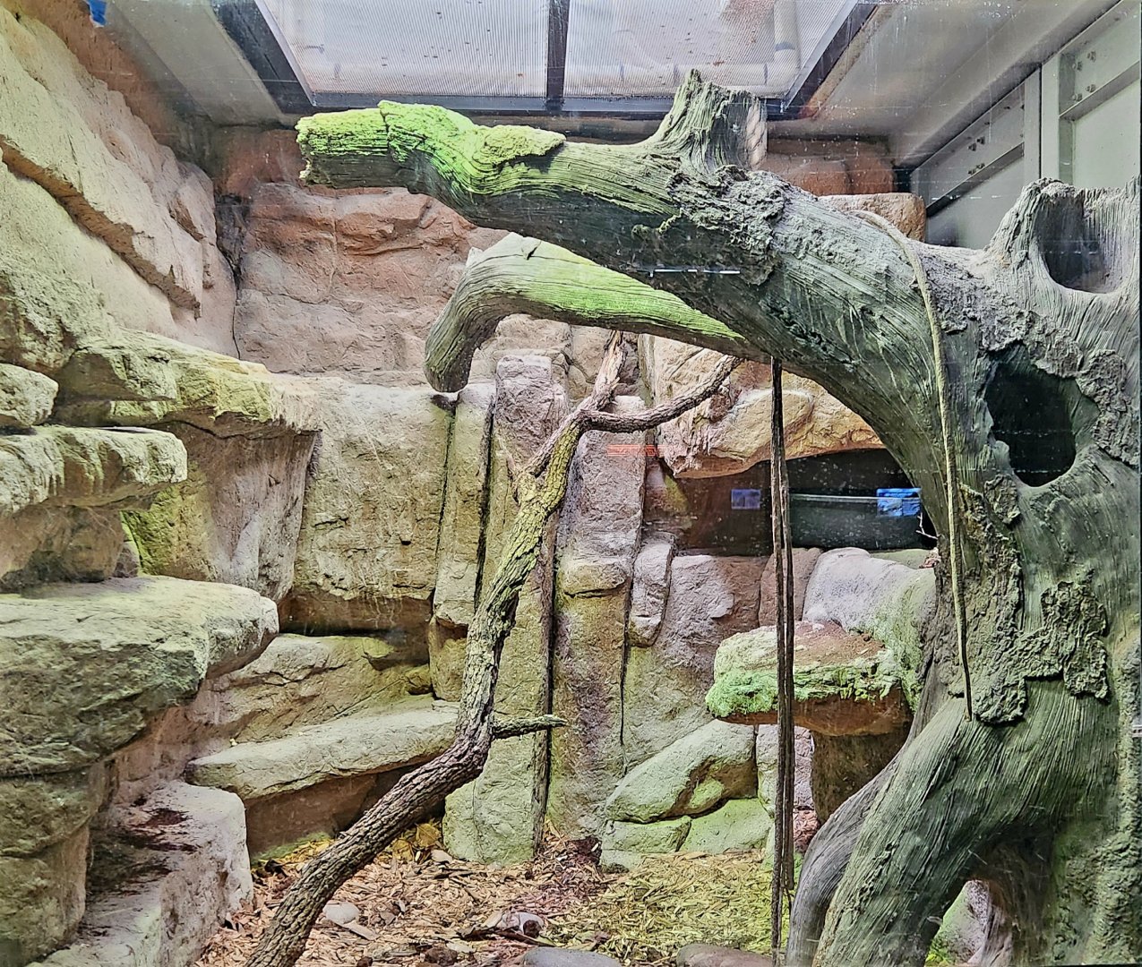 Reptilandia Reptile Lagoon - Olive Python Exhibit